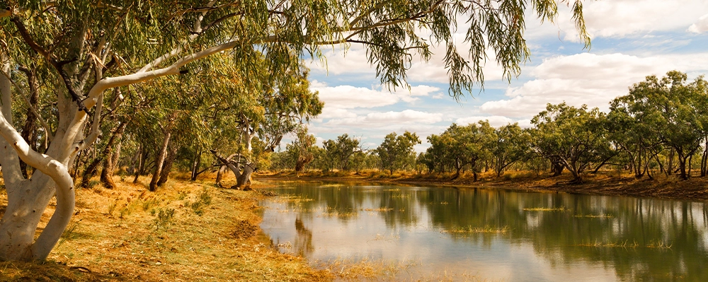 Camooweal Billabong