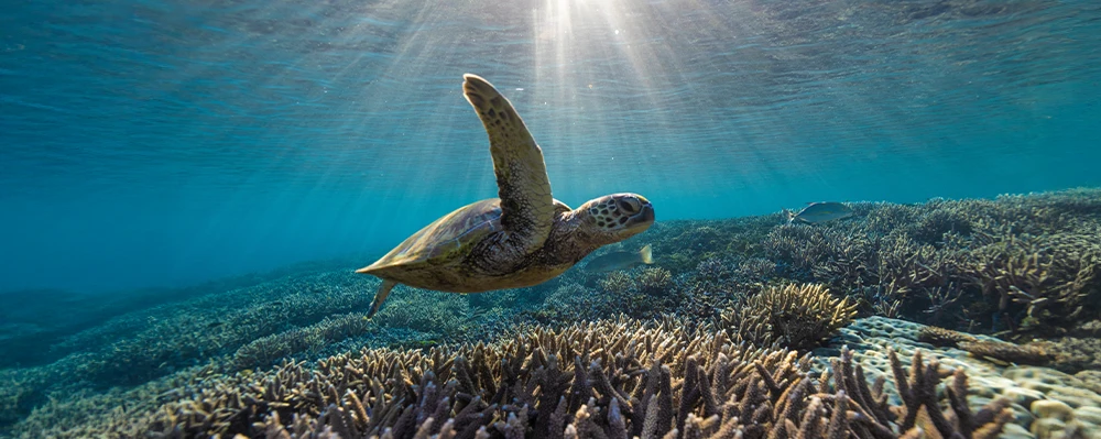 best-sights-australia-summer-great-barrier-reef