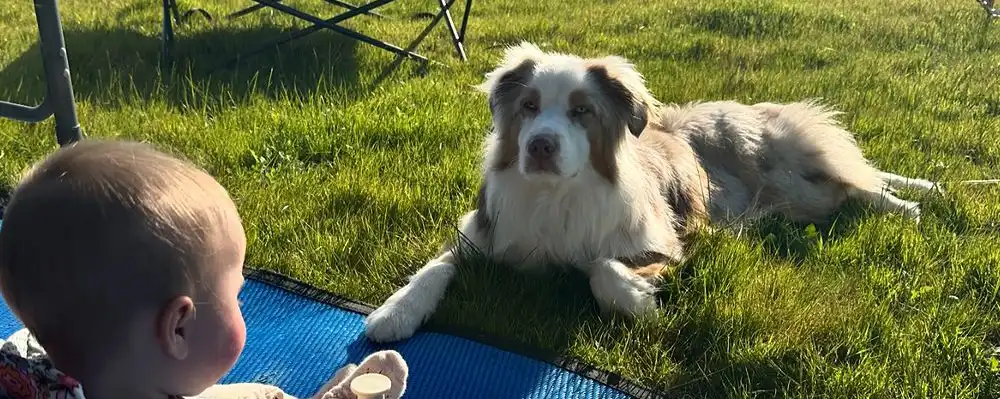 pet-friendly-caravan-parks-inner1